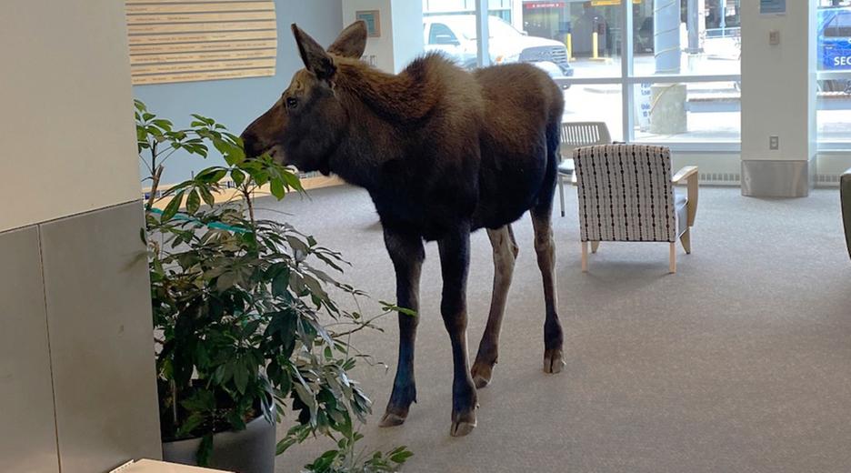Ein Elch steht in der Eingangshalle eines Krankenhauses in Anchorage und frisst eine Zimmerpflanze
