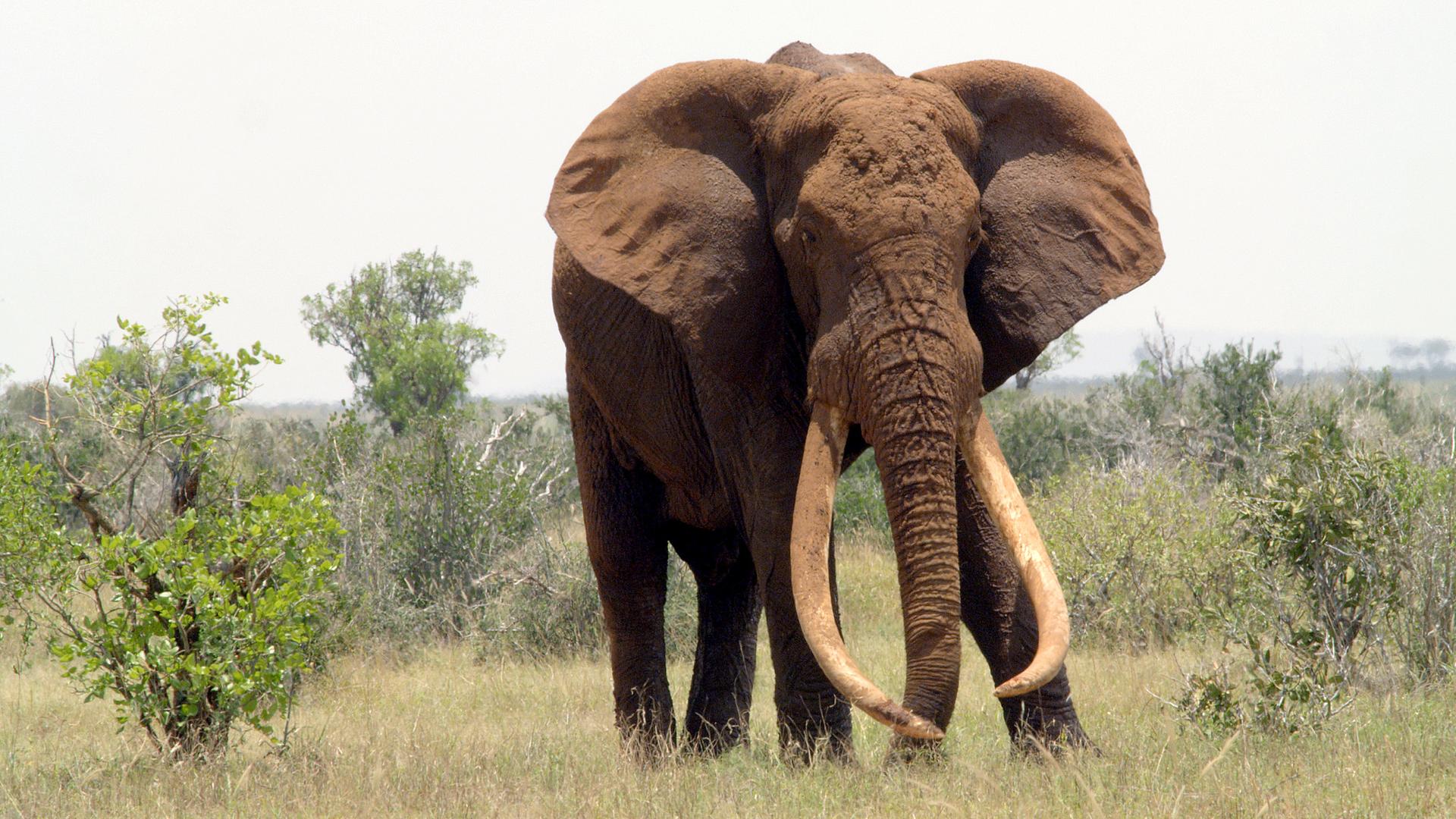 Ein Elefant mit mächtigen Stoßzähnen steht in der afrikanischen Wildnis.