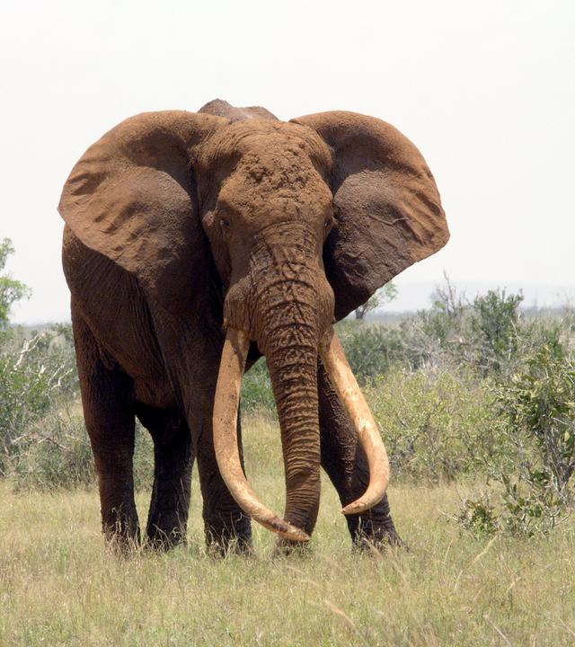 Ein Elefant mit mächtigen Stoßzähnen steht in der afrikanischen Wildnis.