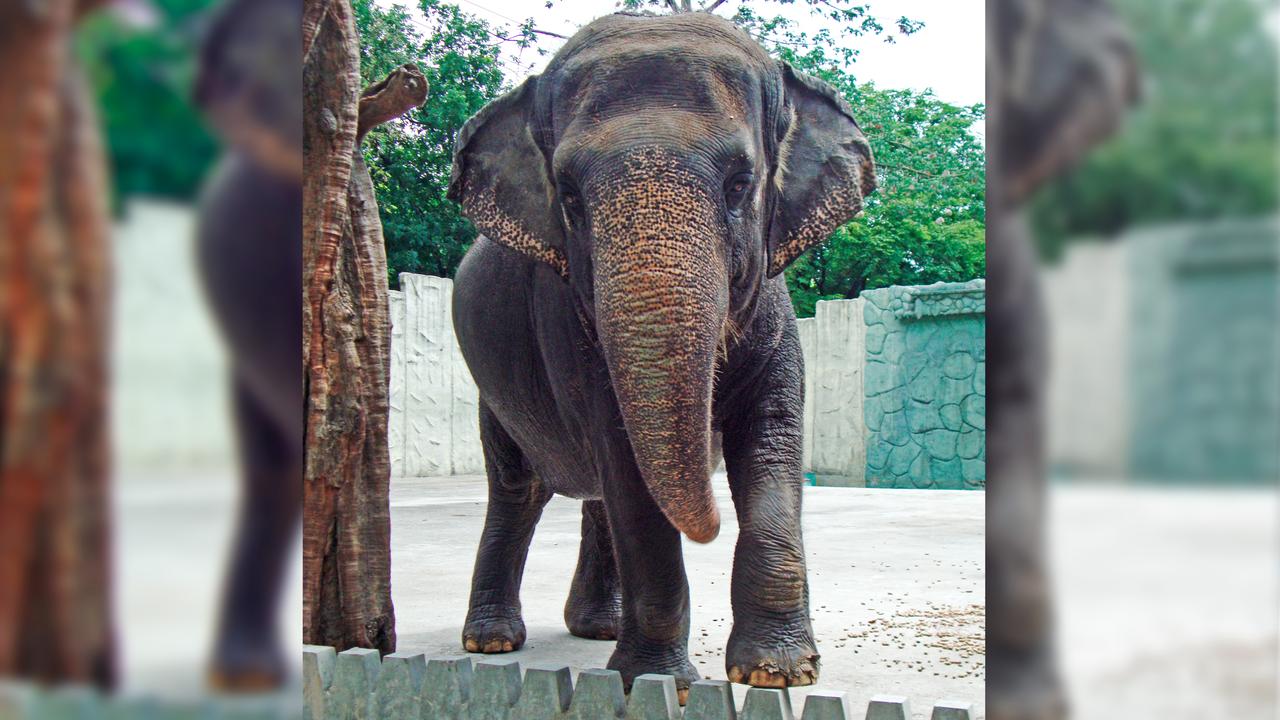 "Traurigster Elefant der Welt" ist tot