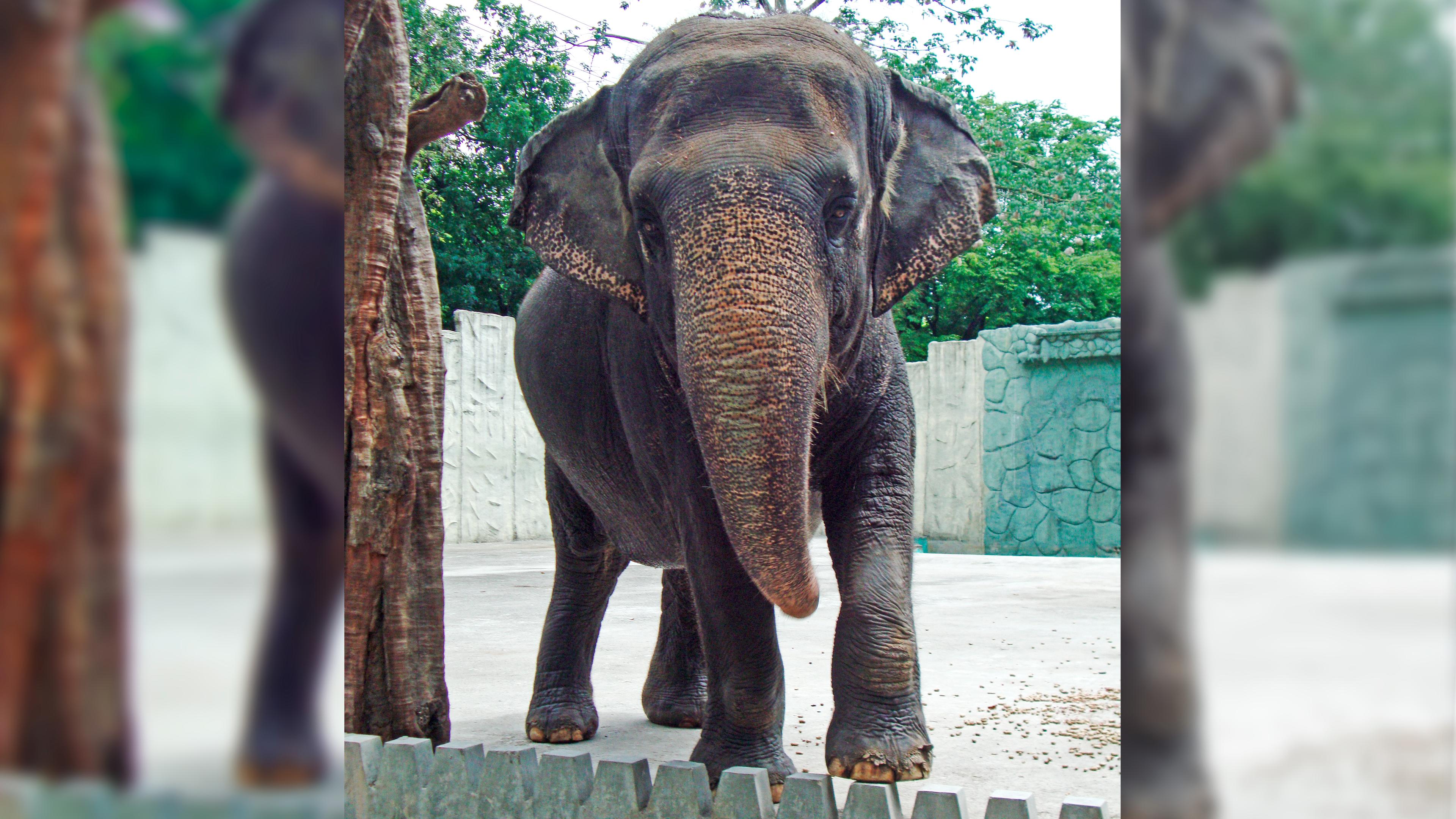Elefantendame Mali im Zoo von Manila gestorben