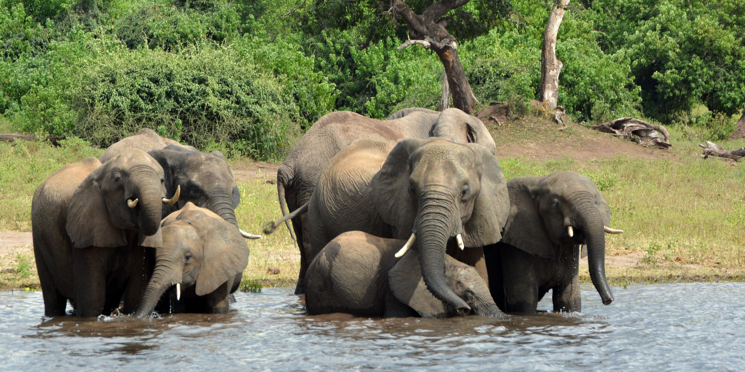 Elefanten im Chobe-Nationalpark in Botswana.