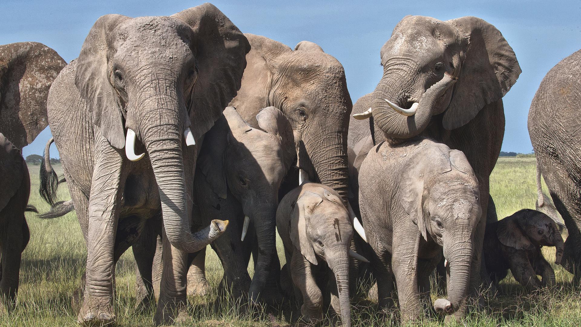 Elefantengruppe mit Jungtieren in der Savanne.