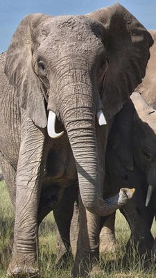 Elefantengruppe mit Jungtieren in der Savanne.