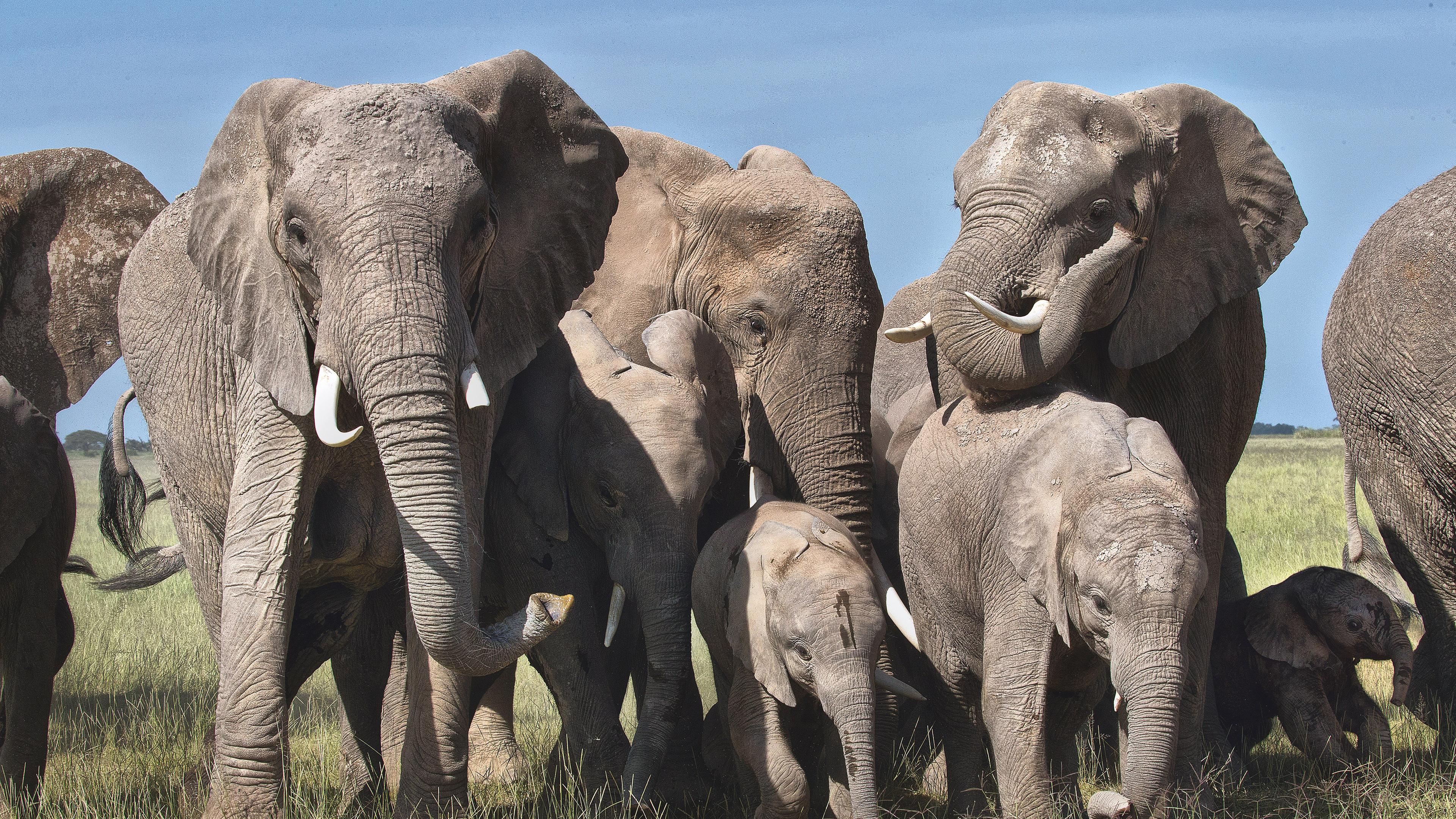 Tierschutz In Afrika Elefanten Export Wird Weitgehend Verboten Zdfheute
