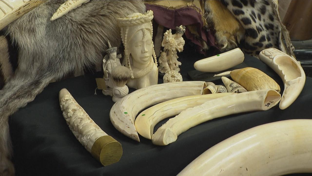 Elfenbein am Londoner Flughafen ZDFheute