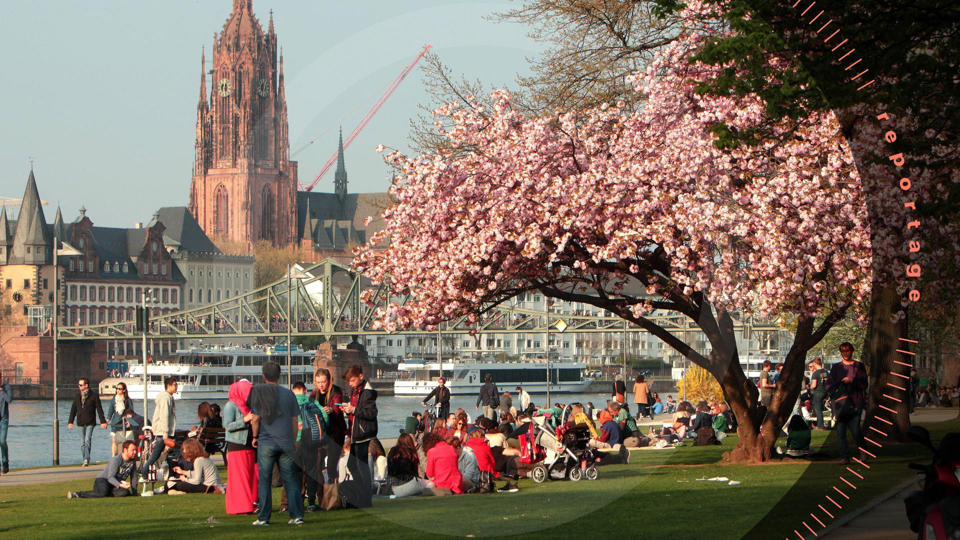 Frühlingstag mit blühenden Zierkirschen in Frankfurt, Hessen, Deutschland: Sonnenhungrige genießen die warmen Temperaturen und die Sonnenstrahlen auf einer Wiese liegend am Mainufer in der Innenstadt mit Dom, Hessen, Deutschland