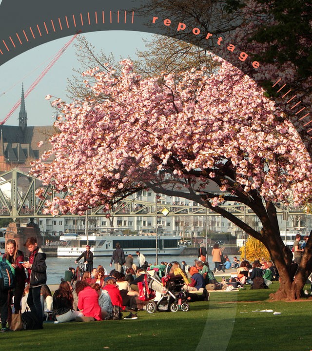 Frühlingstag mit blühenden Zierkirschen in Frankfurt, Hessen, Deutschland: Sonnenhungrige genießen die warmen Temperaturen und die Sonnenstrahlen auf einer Wiese liegend am Mainufer in der Innenstadt mit Dom, Hessen, Deutschland