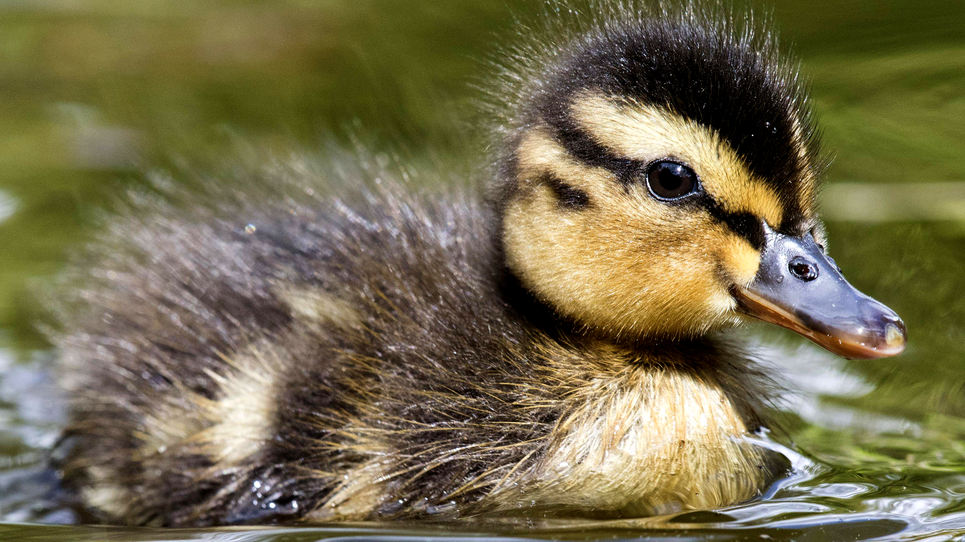 Eine junge Ente schwimmt auf einem See