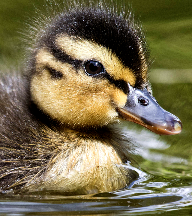 Eine junge Ente schwimmt auf einem See