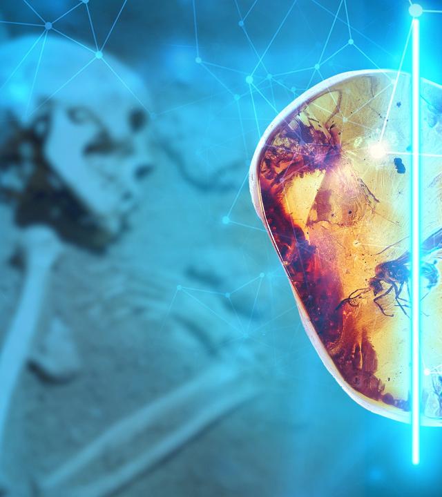 Gescannter Bernstein mit eingeschlossenem Moskito, im Hintergrund Skelette