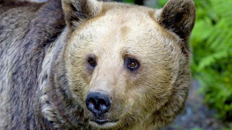 In einigen Regionen Europas erholen sich die Bestände des Braunbären langsam.