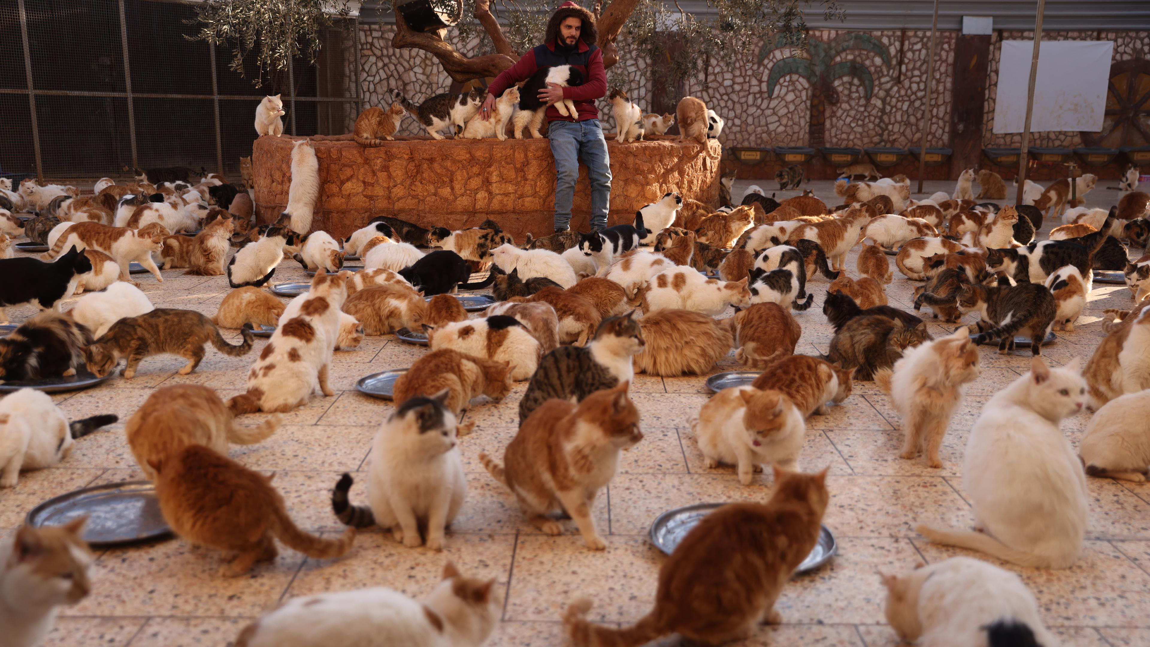 Syrien, Idlib: Ein Mitarbeiter von Ernestos Cat Sanctutary spielt mit einigen der rund 2000 Katzen, die die Organisation in Idlib beherbergt.