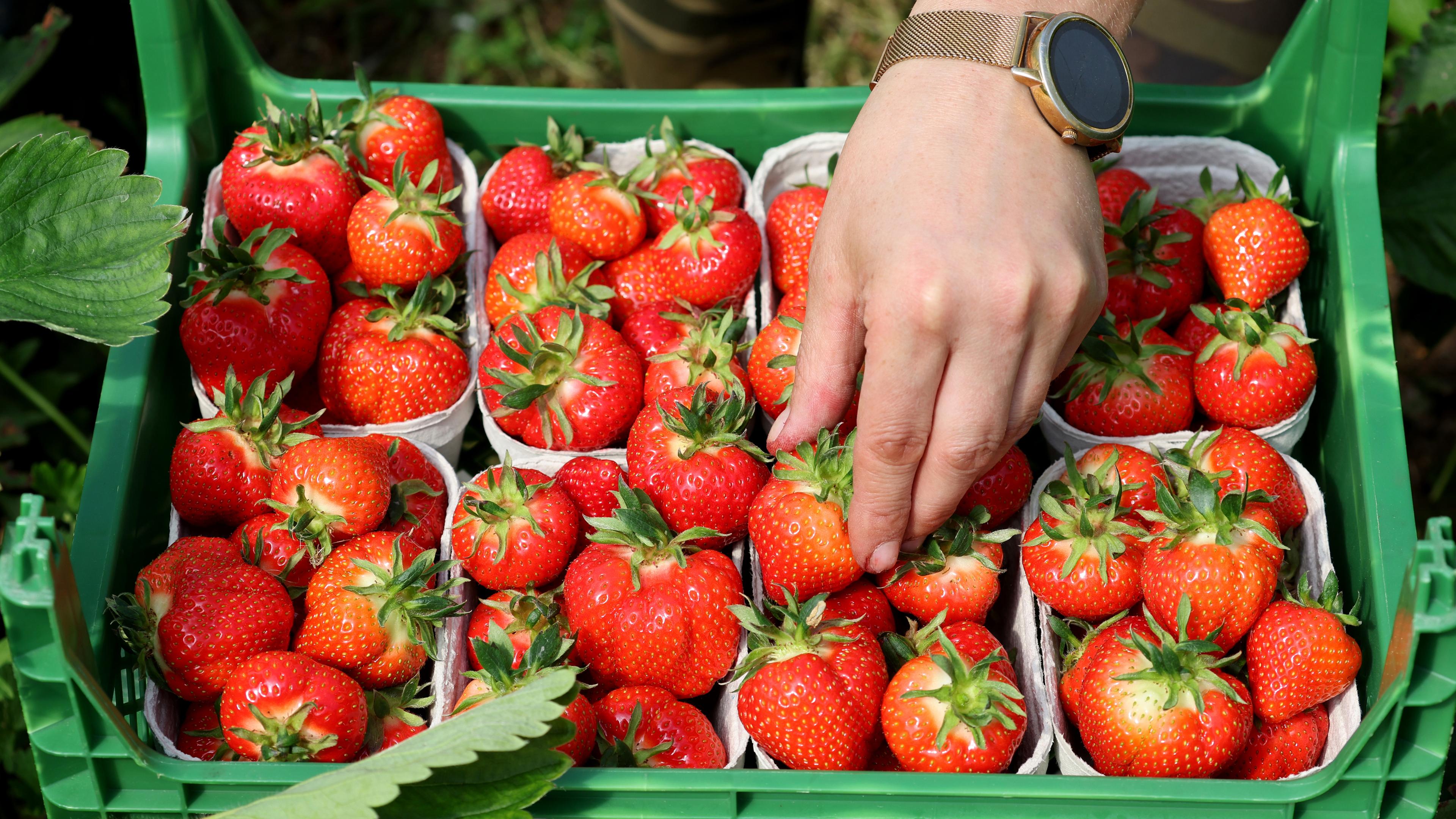 Geerntete Erdbeeren liegen in Schalen in einem Korb.