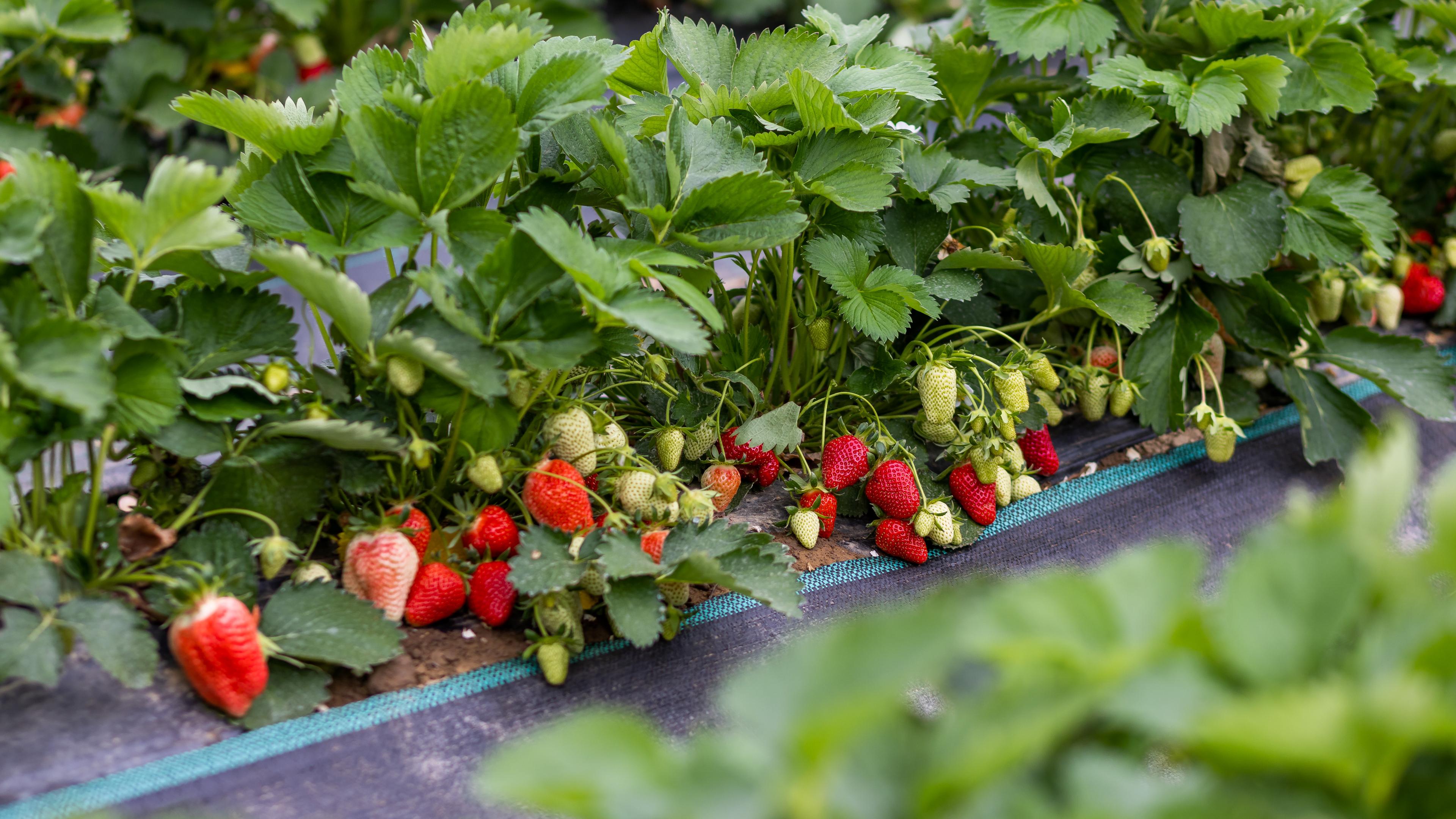 Reife und unreife Früchte an Erdbeerpflanzen