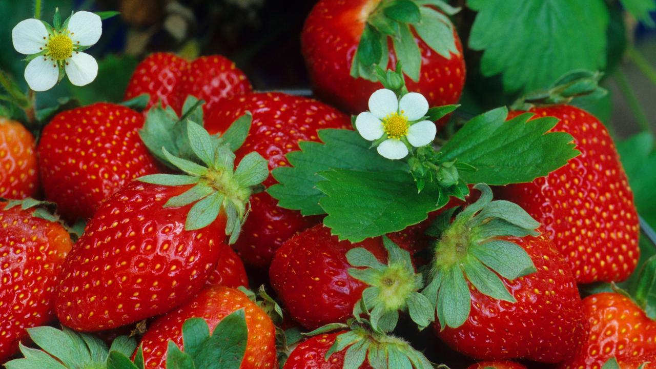 Erdbeeren selbst pflanzen - Tipps von Elmar Mai - ZDFmediathek