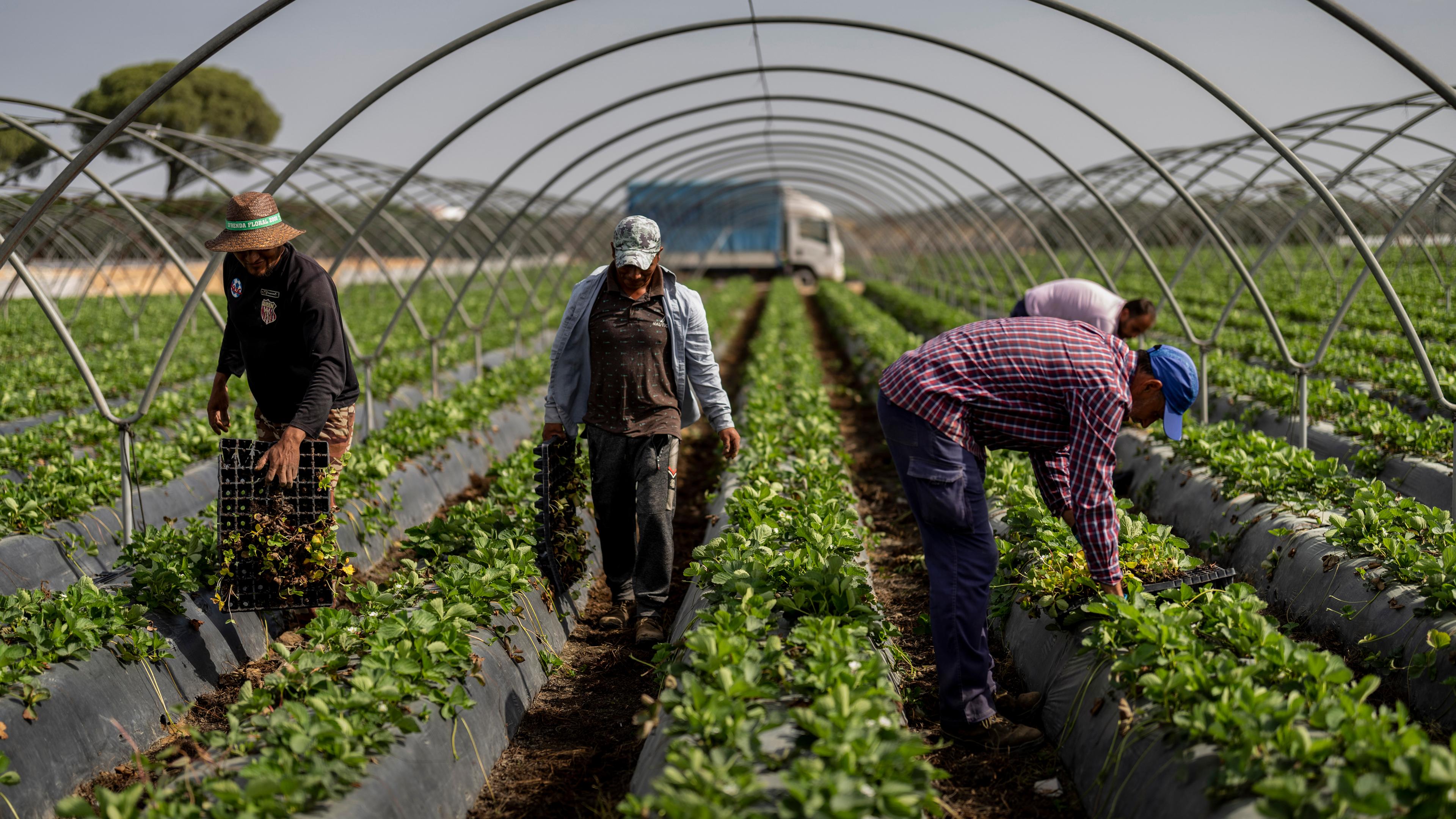 Erdbeerernte in Doñana, Spanien