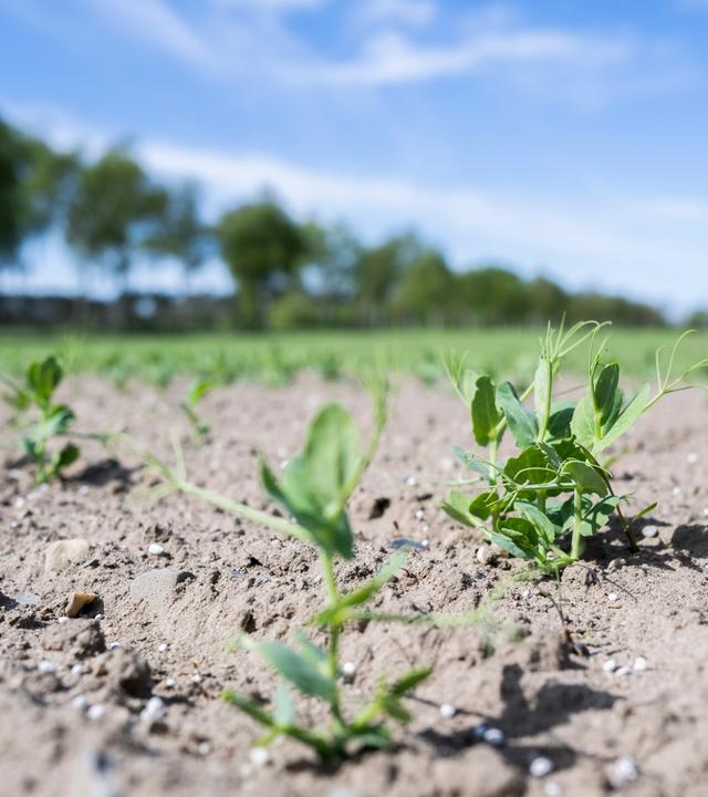 28.04.2026, Niedersachsen, Burgdorf: Auf einem Feld in der Region Hannover werden Erbsen angebaut.