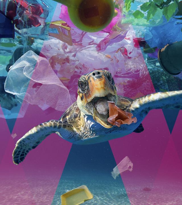 Eine Schildkröte frisst Plastik im Meer, drumherum schwimmen viele Plastikteile im Wasser