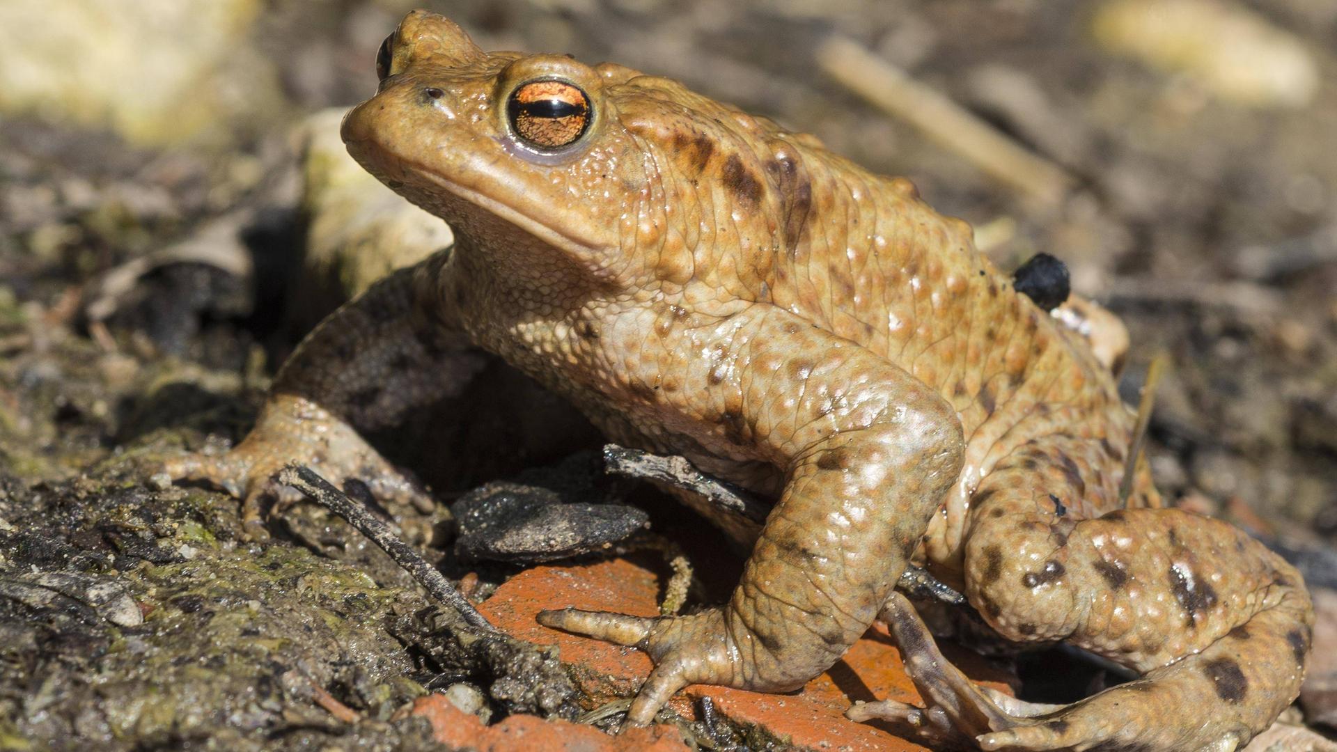 Erdkröte auf matschigem Boden