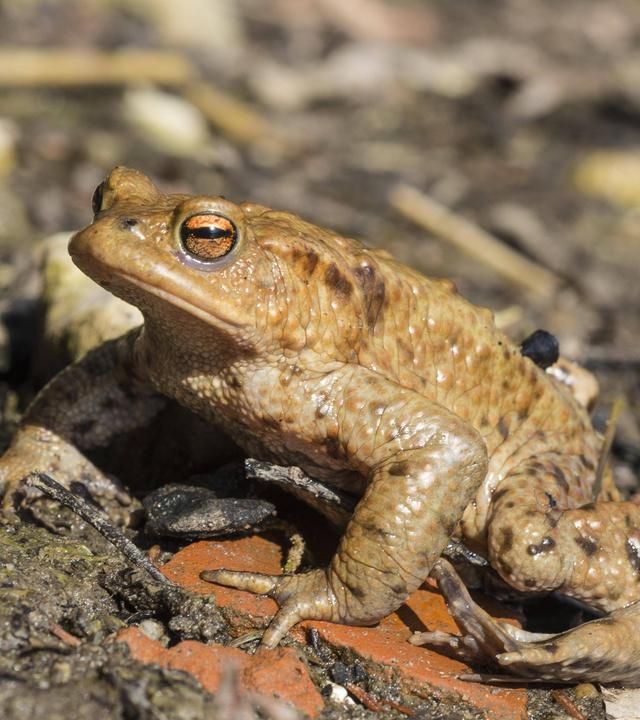Erdkröte auf matschigem Boden