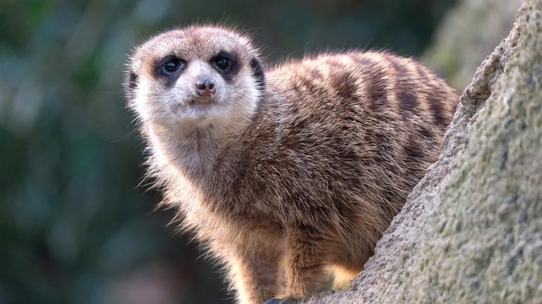 Erdmännchen im Zoo