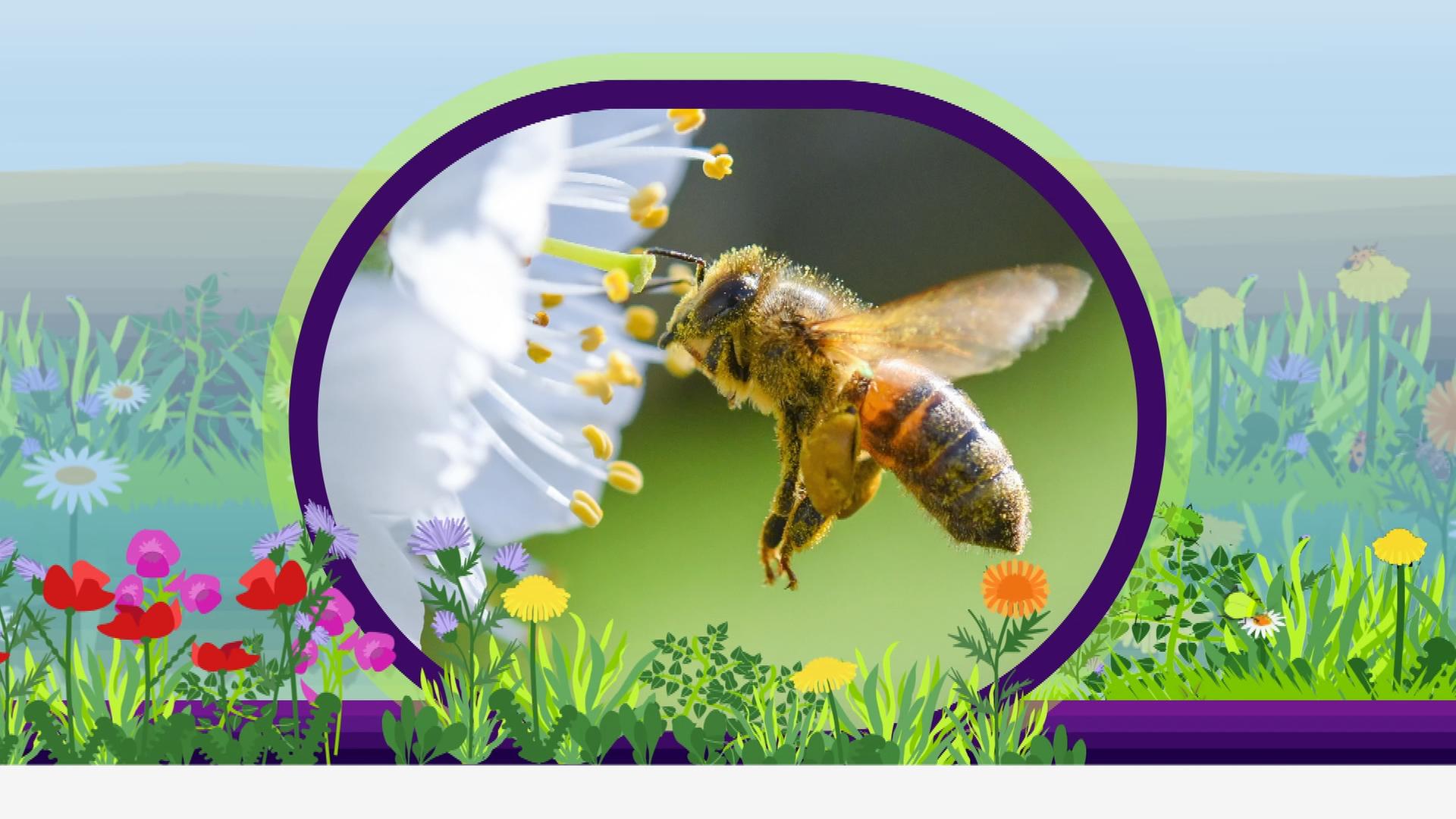 Bild für Darum sind Bienen wichtig