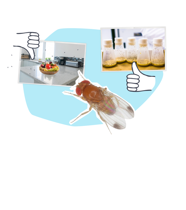 Erklärstück Fruchtfliege