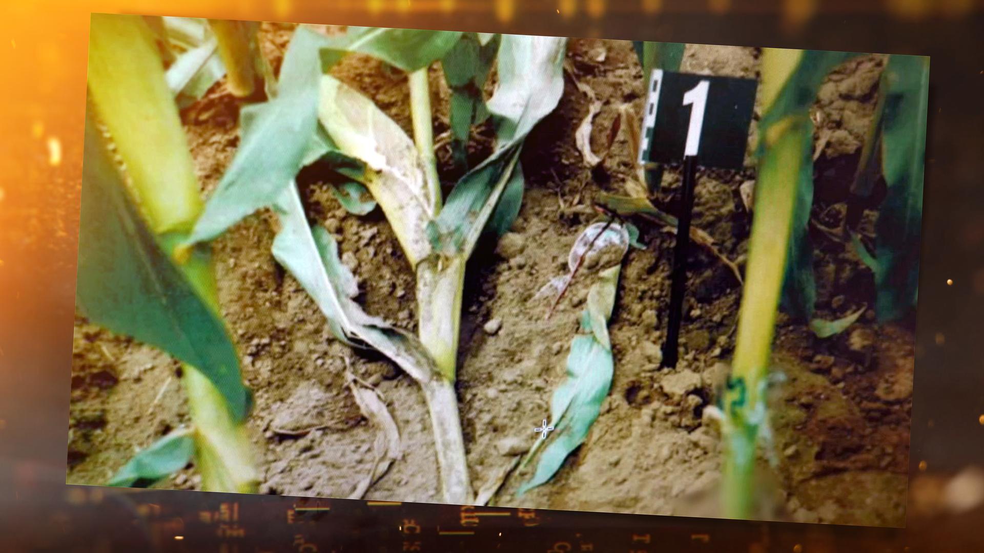 Auf dem Boden eines Maisfelds liegt eine Brille, neben ihr befindet sich ein schwarzes Schild, das im Boden steckt. Eine Maispflanze liegt abgeknickt auf dem Boden.