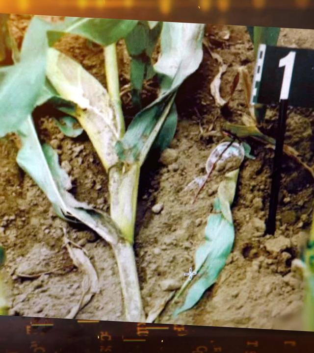 Auf dem Boden eines Maisfelds liegt eine Brille, neben ihr befindet sich ein schwarzes Schild, das im Boden steckt. Eine Maispflanze liegt abgeknickt auf dem Boden.