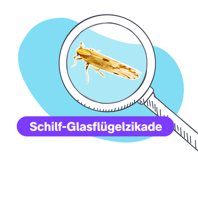 Eine Schilfglasflügelzikade in der Lupe