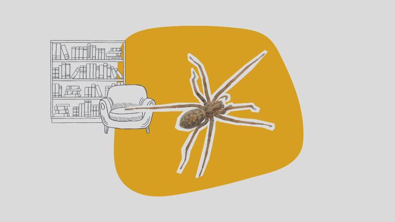 Deshalb seht ihr gerade mehr Spinnen im Haus