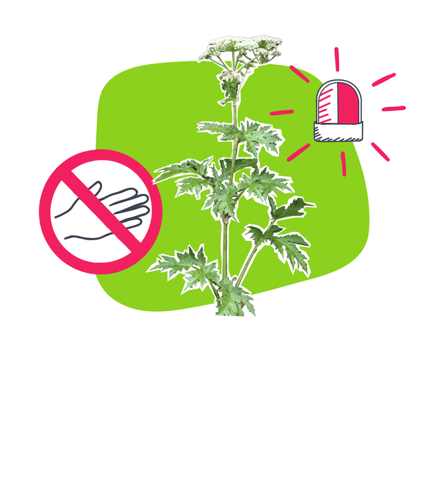 Was ist der Riesen-Bärenklau und warum ist er gefährlich?