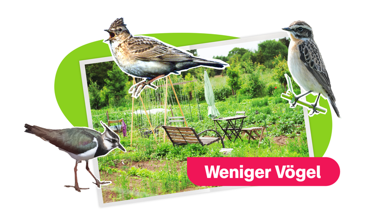 Warum es immer weniger Vögel gibt 