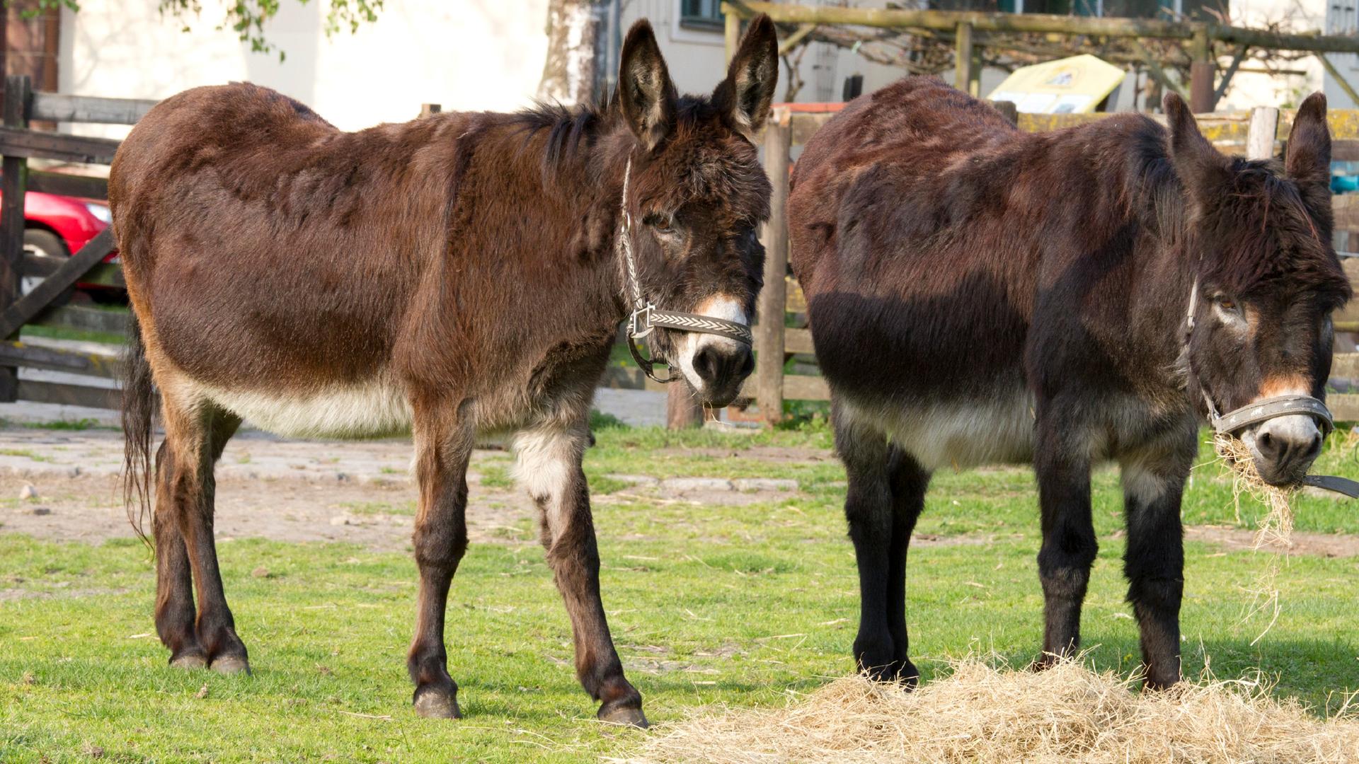 Zwei Esel fressen Stroh und stehen auf einer grünen Wiese. 