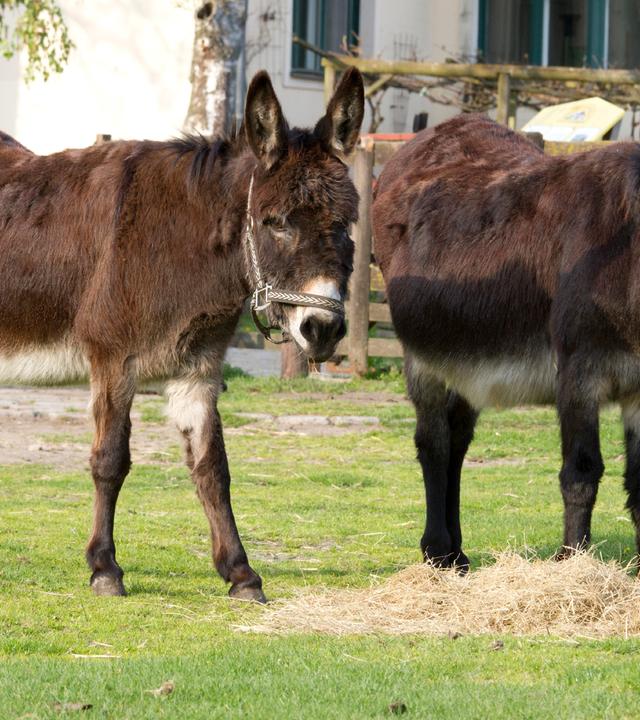 Zwei Esel fressen Stroh und stehen auf einer grünen Wiese. 