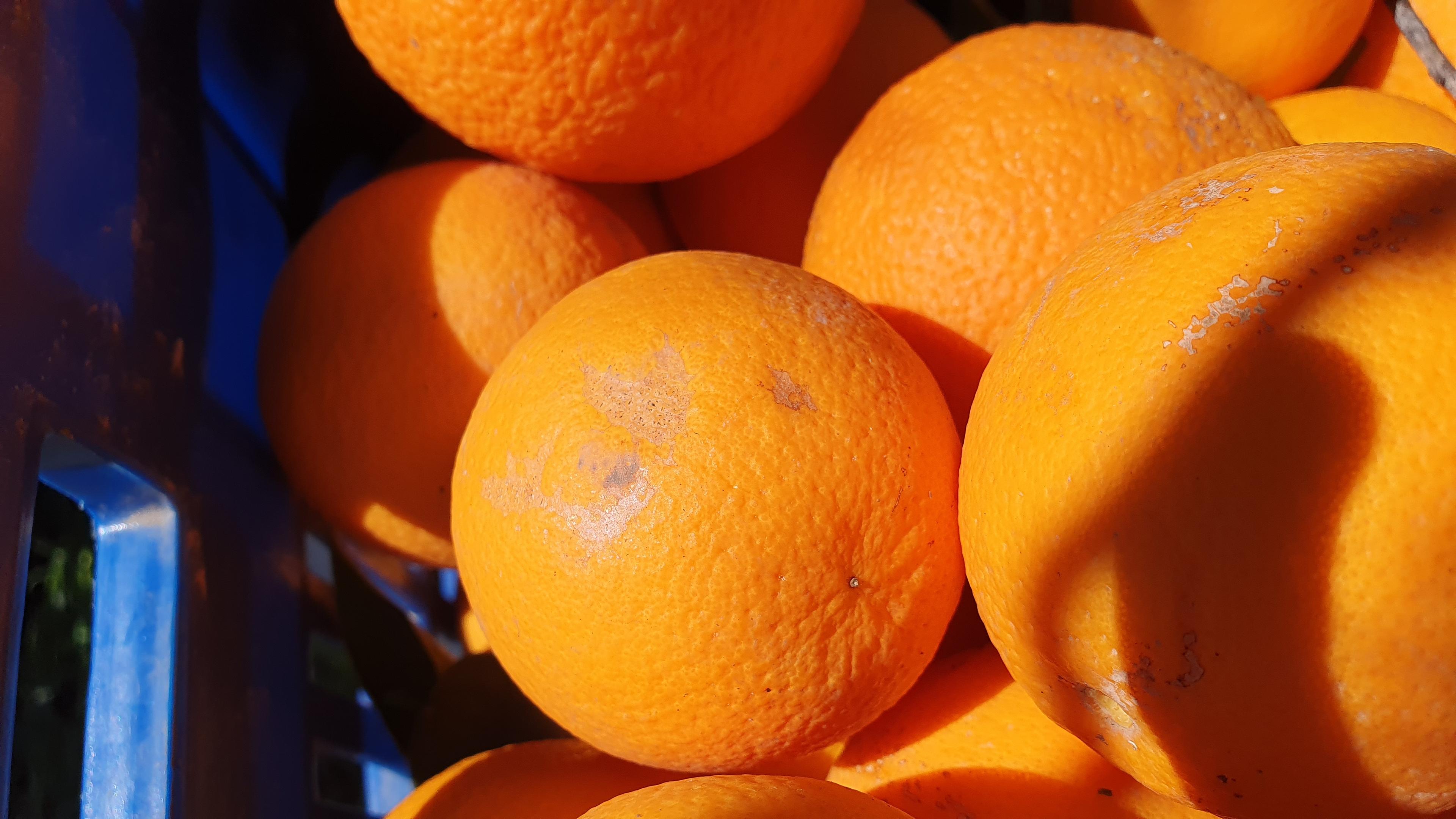 Orangen mit kleinen Macken verstoßen gegen EU-Handelsnormen