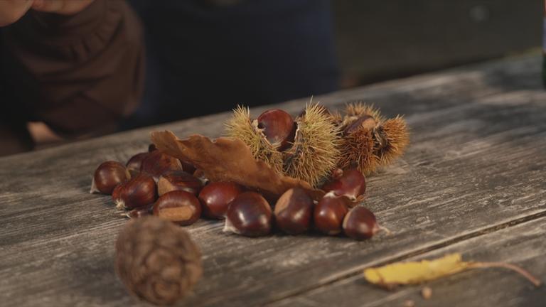 Esskastanienernte im Pfälzerwald