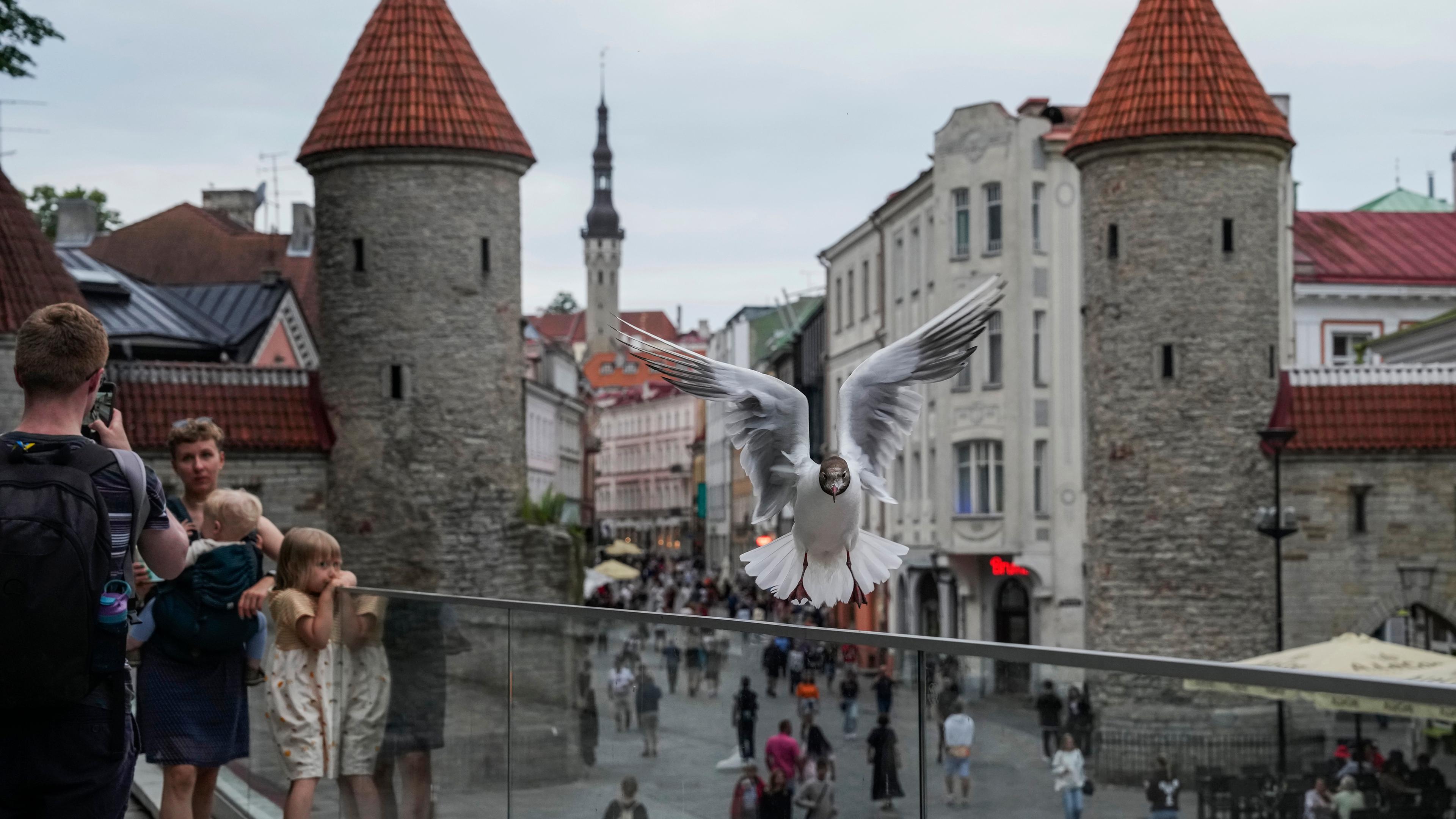Estland, Tallin: Touristen machen Fotos in der Altstadt