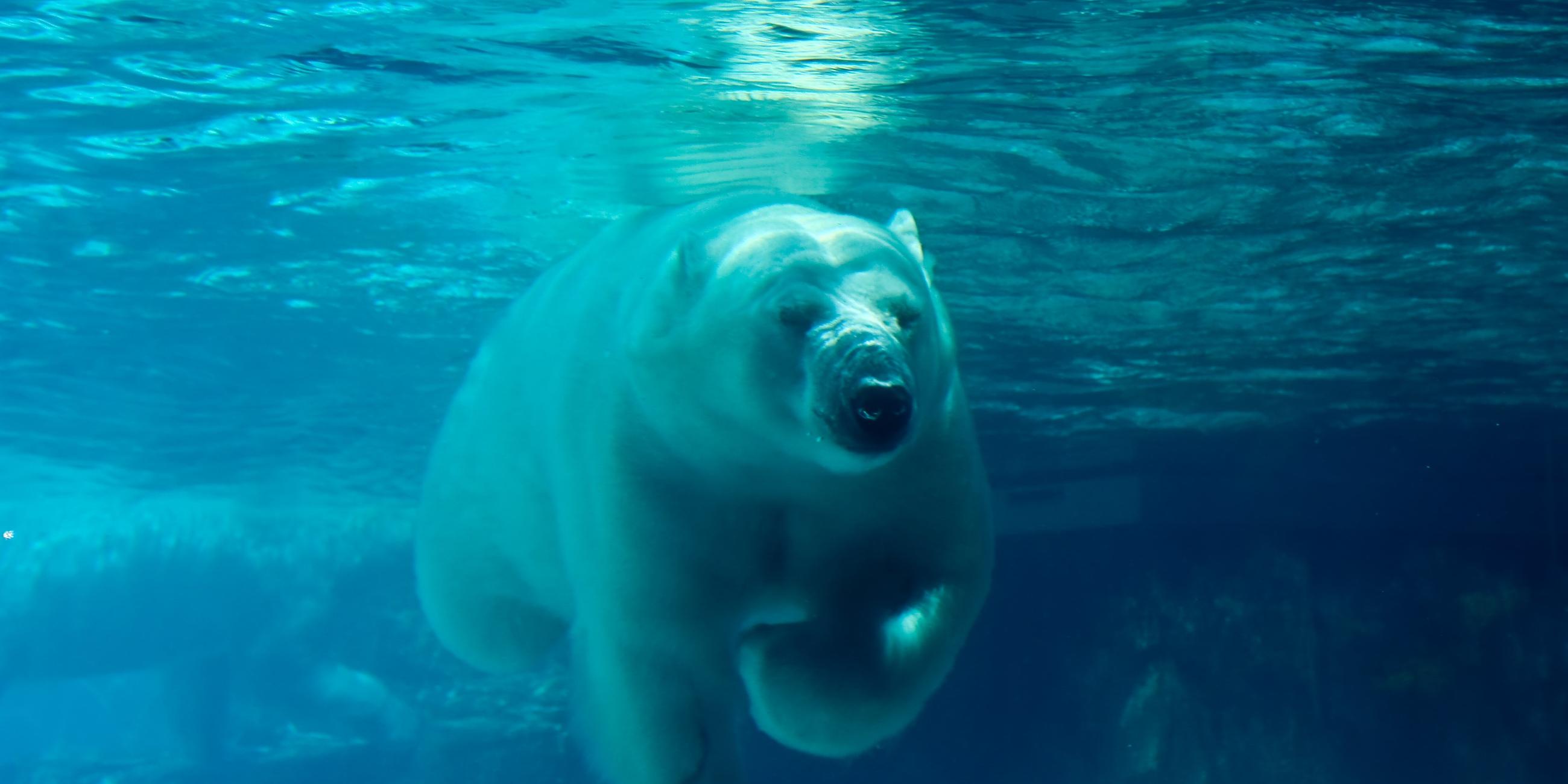 Ein schwimmender Eisbär. (Symbolbild)
