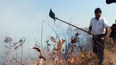 Evo Morales hilft bei der Brandbekämpfung in Charagua, Bolivien