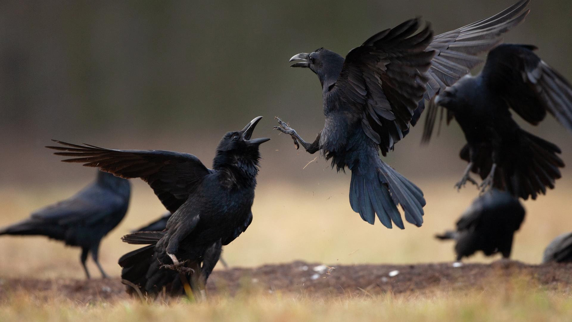 Eine Gruppe von Raben, die miteinander interagieren, mit zwei besonders aktiven Raben im Vordergrund.