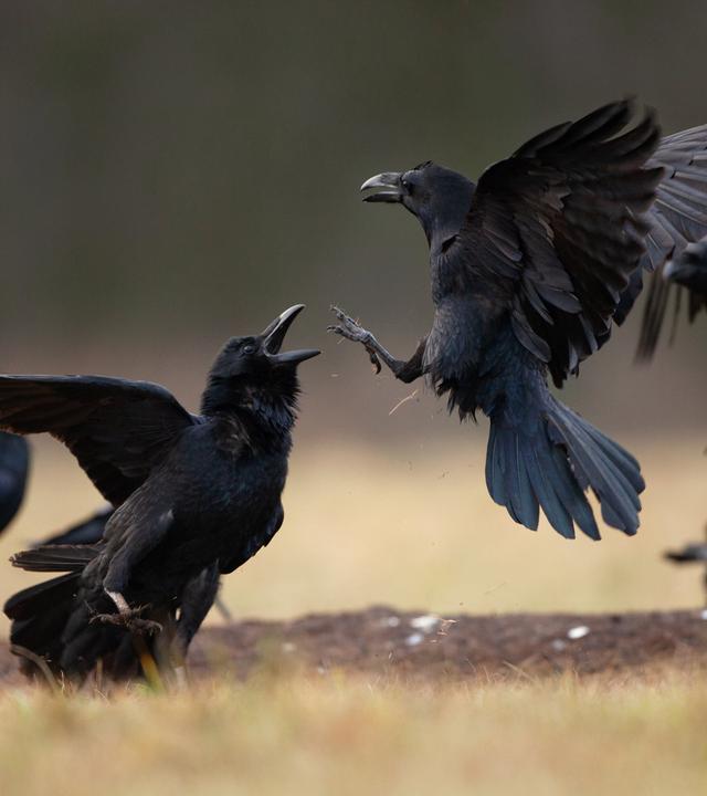 Eine Gruppe von Raben, die miteinander interagieren, mit zwei besonders aktiven Raben im Vordergrund.