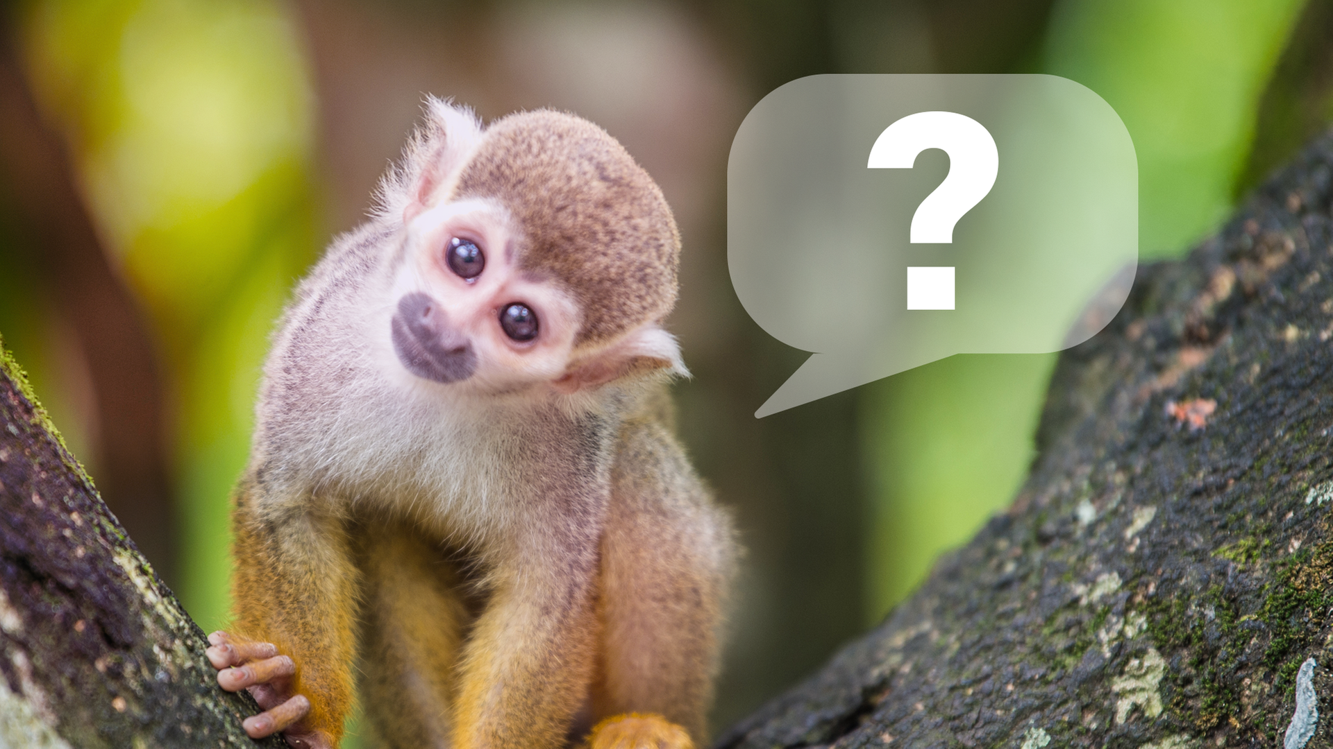 Fragen und Antworten über die TV Dokumentation von Terra X. Ein Totenkopfäffchen legt den Kopf schief, blickt fragen in die Kamera, neben ihm ein Fragezeichen.