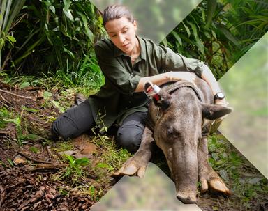 Costa Rica - Das pure Leben