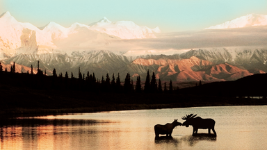 Terra X Dokumentationen Und Kurzclips - Faszination Erde: Alaska – Im Ewigen Frühling