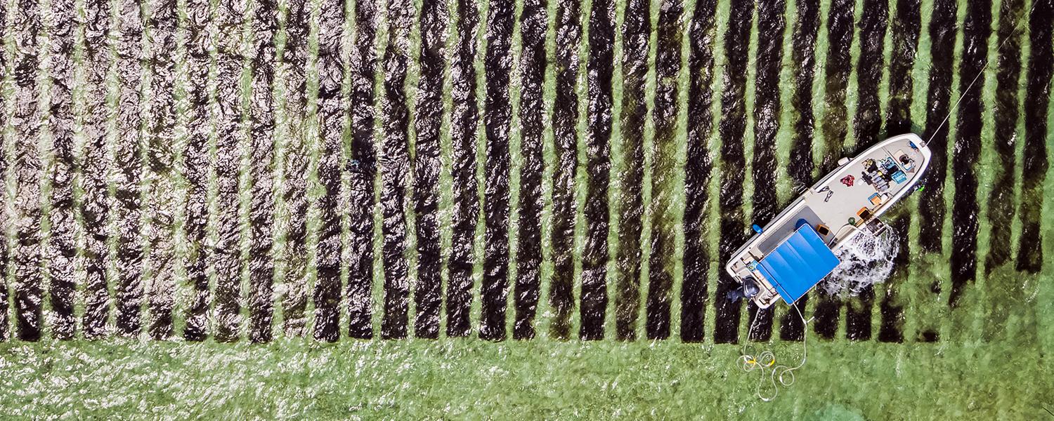 Seetangfelder vor der Küste von Okinawa