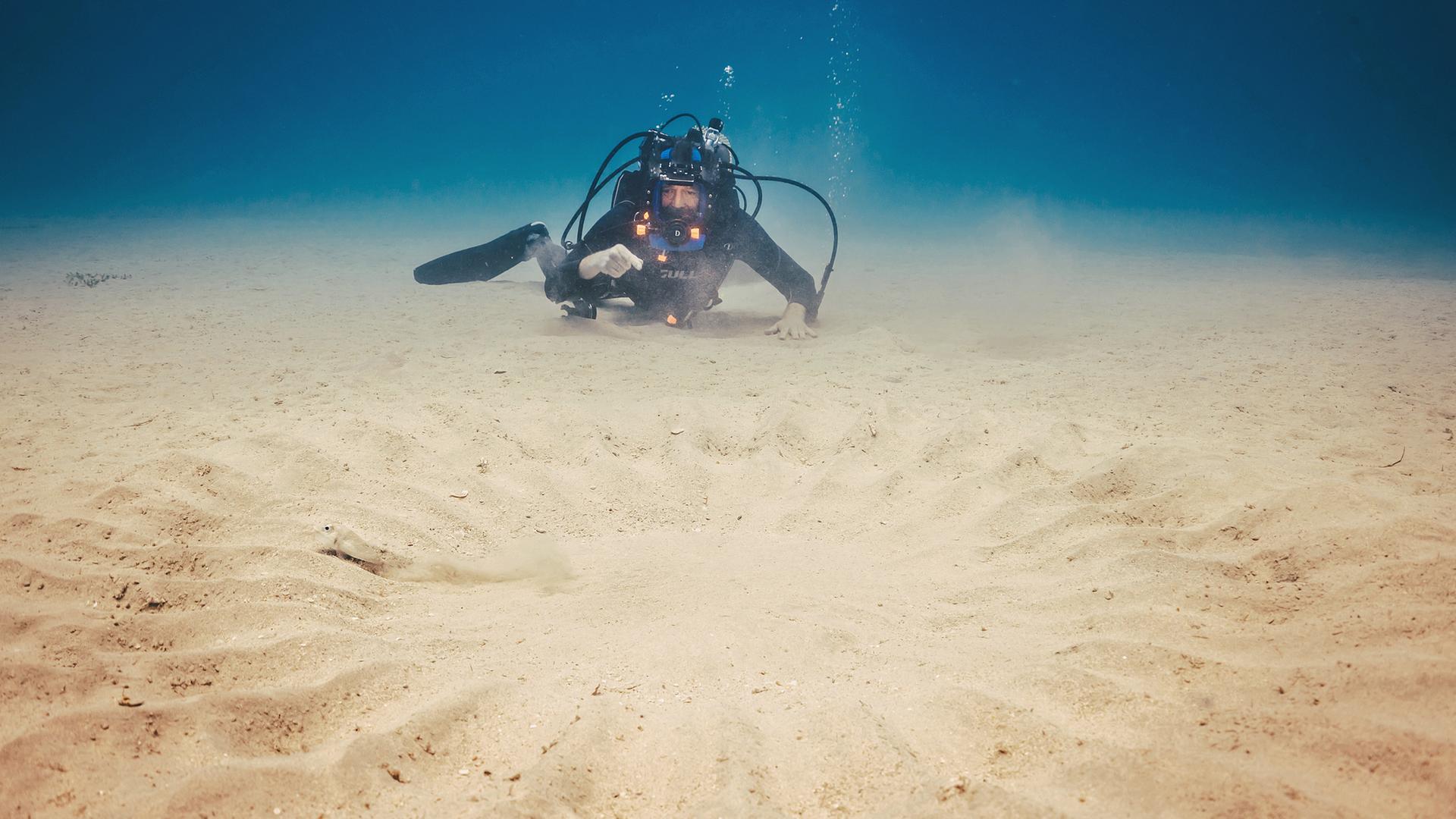 Dirk Steffens bei Tauchmoderation am Kugelfischnest