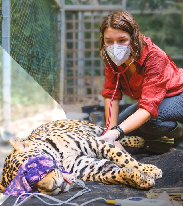 Hannah Emde behandelt einen Jaguar