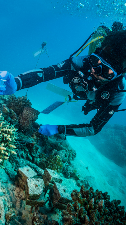 Ein Forscher ist unter Wasser und drückt eine Spritze in eine Koralle.